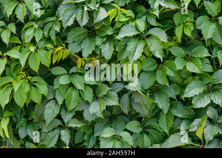 Grüne Hecke Hecke. Liana auf der Mauer, Zaun. Kriechgang, weinstock Hintergrund. Wild Blätter Muster Stockfoto