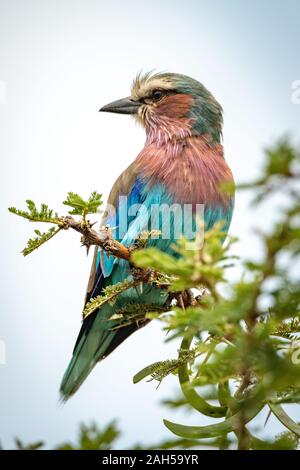 Lilac-breasted Roller dreht Kopf auf dornigen Zweig Stockfoto