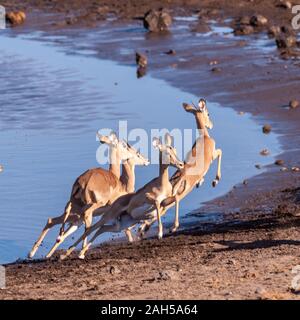 Eine Gruppe von Impalas - Aepyceros melampus - nervös läuft um ein Wasserloch im Etosha National Park, Namibia. Stockfoto