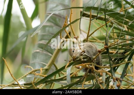 Eine gestreifte Nager Murmeltiere Streifenhörnchen Eichhörnchen (Sciuridae kletternde Arten von flughörnchen Familie) auf einem Ast Essen entdeckt. Tier beha Stockfoto