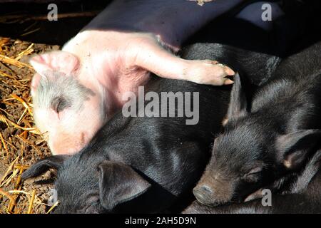 Schweine schlafen auf Hof Bauernhof umarmen. Rosa Ferkel aalen sich in der Sonne und Schlafen. Lustige Schweine. Junge Baby Ferkel lag in Hof Stockfoto