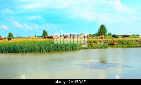 Grasende Kühe auf grünen Hof Weide im Sommer. Landschaft mit bewölktem Himmel und grasende Kühe auf der Wiese in der Nähe von See. Kühe fressen Gras in der Nähe von See. Panor Stockfoto