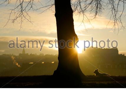 Edinburgh, Schottland, Großbritannien. 25. Dez 2019. Kalt, klar und hell mit geringer Masse Nebel am Weihnachtstag bei Sonnenaufgang in Inverleith Park, mit Blick auf das Edinburgh Castle. West Highland Terrier Hund im Park. Quelle: Craig Brown/Alamy leben Nachrichten Stockfoto