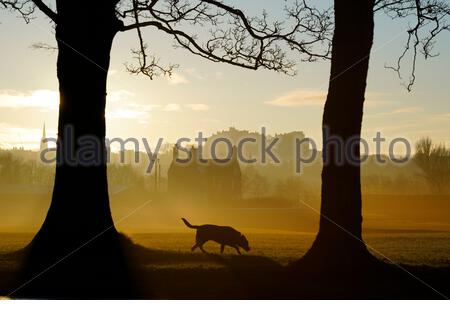 Edinburgh, Schottland, Großbritannien. 25. Dez 2019. Kalt, klar und hell mit geringer Masse Nebel am Weihnachtstag bei Sonnenaufgang in Inverleith Park, mit Blick auf das Edinburgh Castle. Hund im Park. Quelle: Craig Brown/Alamy leben Nachrichten Stockfoto