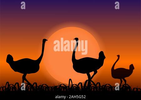 Strauße in Afrika. Schwarze Silhouetten auf Sonnenuntergang Hintergrund Stock Vektor