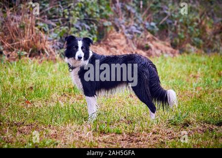 Schöne Border Collie auf der Wiese Stockfoto
