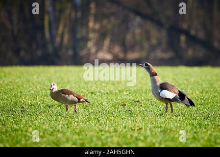 Zwei Nilgänse (Alopochen aegyptiaca essen Gras) Stockfoto