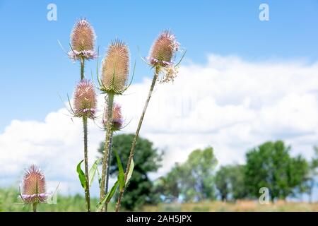 Eine stachelige Pflanze gegen den blauen Himmel und der Mond mit einem Platz für copice. Stockfoto
