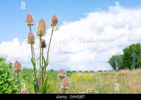 Eine stachelige Pflanze gegen den blauen Himmel und der Mond mit einem Platz für copice. Stockfoto