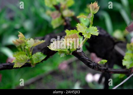 Foto der jungen Blätter der Trauben. Reben Trauben mit kleinen Blättern und Knospen im Frühling. Stockfoto