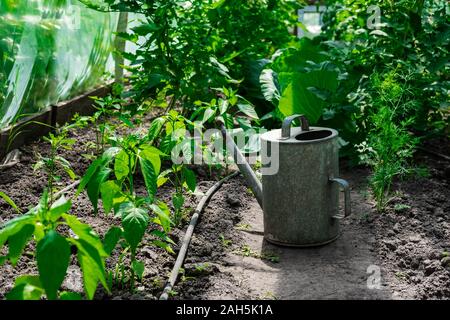 Foto Büsche von Tomaten und Paprika im Gewächshaus mit einem Metall polivalki. Gießkanne für die Bewässerung im Gewächshaus. Konzeptionelle Foto zum Thema Stockfoto