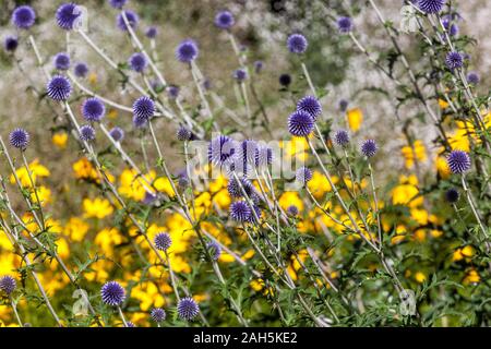 Kleine Kugel Echinops ritro 'Thistle Veitch Blau' Stockfoto