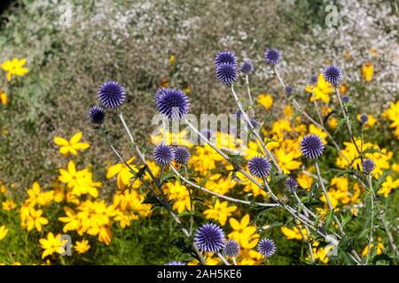 Kleine Kugel Echinops ritro 'Thistle Veitch Blue' Careopsis Stockfoto