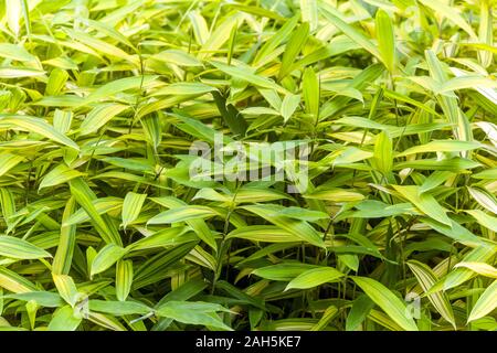 Bambus Pleioblastus viridistriatus Auricoma Stockfoto