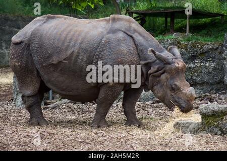 Friedlich essen Rhino aus der Nähe im Zoo Basel, Schweiz Stockfoto