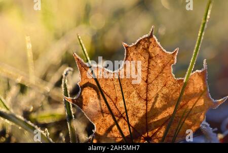 Nahaufnahme eines autumnally farbige Maple Leaf, die sich im Gras mit gefrorenen Kanten liegt und von der Sonne im Rücken Licht beleuchtet Stockfoto