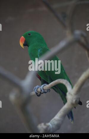 Die eclectus Parrot (Eclectus roratus) Ich Stockfoto