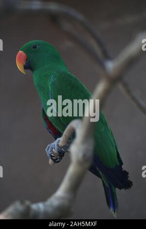 Die eclectus Parrot (Eclectus roratus) Ich Stockfoto