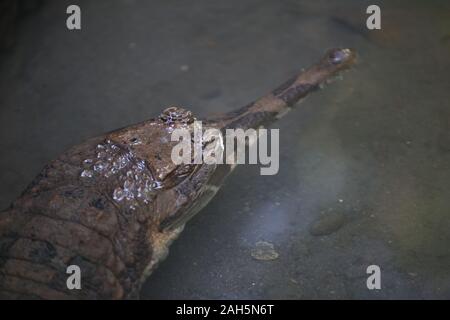 Die false gharial (Tomistoma schlegelii). Dieses Süßwasser Krokodile auch als Malaiische und Sunda gharial und tomistoma bekannt. Stockfoto