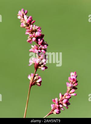Faerberknoeterich, Polygonum tinctorium, ist eine wichtige Heil- und Faerberpflanze mit lila Blueten und wird viel in der Medizin verwendet. Faerberkn