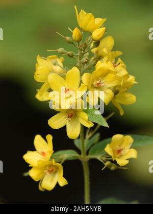 , Gilbweiderich Lysimachia vulgaris, ist eine Wasserpflanze mit schoenen gelben Blueten. Die lysimachia vulgaris, ist eine Wasserpflanze mit schönen Ihr Stockfoto