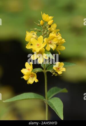 , Gilbweiderich Lysimachia vulgaris, ist eine Wasserpflanze mit schoenen gelben Blueten. Die lysimachia vulgaris, ist eine Wasserpflanze mit schönen Ihr Stockfoto