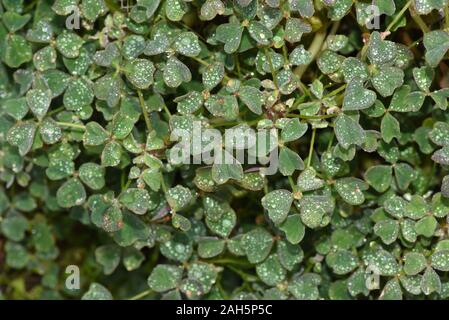 , Peruanischer Sauerklee Oxalis tuberosa, ist ein kleeartiges dessen Knollen Gemuese dafuer verwendet werden. Peruanischen Sauerklee, Oxalis tuberosa, ist ein ch Stockfoto