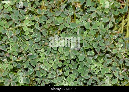 , Peruanischer Sauerklee Oxalis tuberosa, ist ein kleeartiges dessen Knollen Gemuese dafuer verwendet werden. Peruanischen Sauerklee, Oxalis tuberosa, ist ein ch Stockfoto