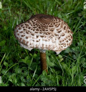 Parasolpilz, Macrolepiota procera, auch Schirmpilz genannt, ist ein guter Speisepilz der auf Wiesen und im Wald waechst. Sonnenschirm Pilz, Macrolepiot Stockfoto