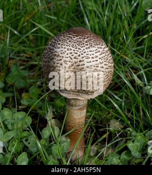 Parasolpilz, Macrolepiota procera, auch Schirmpilz genannt, ist ein guter Speisepilz der auf Wiesen und im Wald waechst. Sonnenschirm Pilz, Macrolepiot Stockfoto