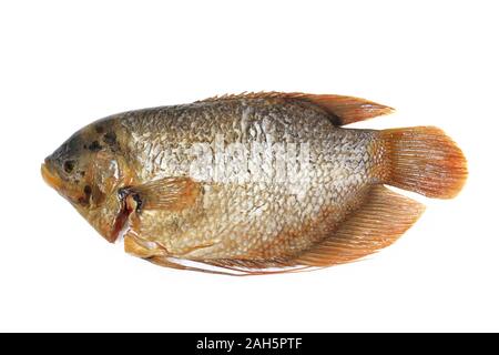 Frischen, rohen Fisch oder riesige Gurami (Osphronemus goramy) auf weißem Hintergrund. Stockfoto