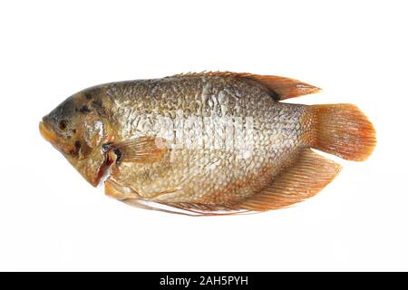 Frischen, rohen Fisch oder riesige Gurami (Osphronemus goramy) auf weißem Hintergrund. Stockfoto