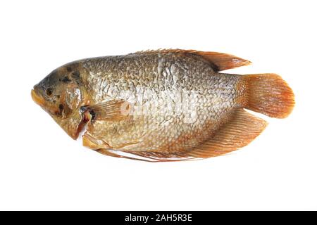 Frischen, rohen Fisch oder riesige Gurami (Osphronemus goramy) auf weißem Hintergrund. Stockfoto