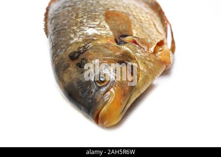 Frischen, rohen Fisch oder riesige Gurami (Osphronemus goramy) auf weißem Hintergrund. Stockfoto