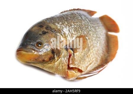 Frischen, rohen Fisch oder riesige Gurami (Osphronemus goramy) auf weißem Hintergrund. Stockfoto