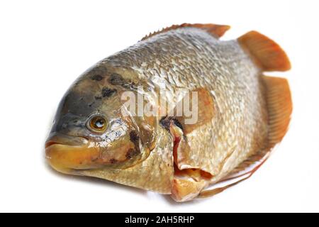 Frischen, rohen Fisch oder riesige Gurami (Osphronemus goramy) auf weißem Hintergrund. Stockfoto