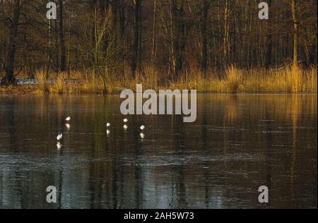 Die fünf Möwen setzte sich an den See und war für eine Weile nicht bewegen. Es war sehr kalt an diesem Tag. Stockfoto