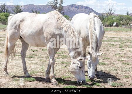 Weiße Pferde grasen in lichten Ranch Feld Stockfoto