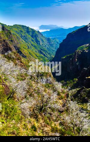 Weiße Bäume durch Feuer beschädigt entlang der Wanderroute von Pico do Arieiro nach Pico Ruivo, Madeira, Portugal Stockfoto