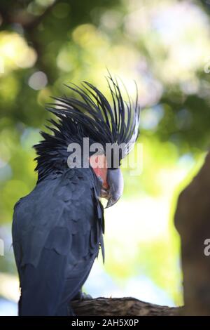 Eine Nahaufnahme Foto eines "Palm Kakadu' Stockfoto