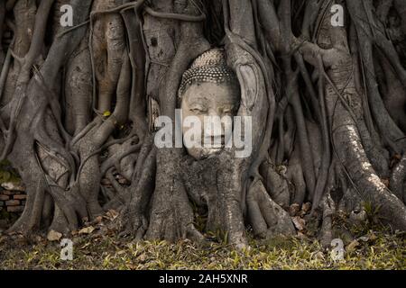 Eine berühmte Stelle in Thailand, ein Gesicht im Baum Stockfoto