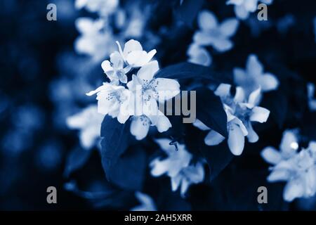 Jasmin Blume Bush in einem modernen klassischen blauen Farbe von 2020 Jahr Nahaufnahme. Schöne jasmin Blumen in voller Blüte. Stockfoto