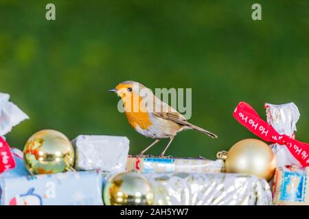 Aberystwyth, Wales, UK. 25. Dezember 2019. Robin hat einige Samen unter ein paar Weihnachtsgeschenke versteckt. Credit: Phil Jones/Alamy leben Nachrichten Stockfoto