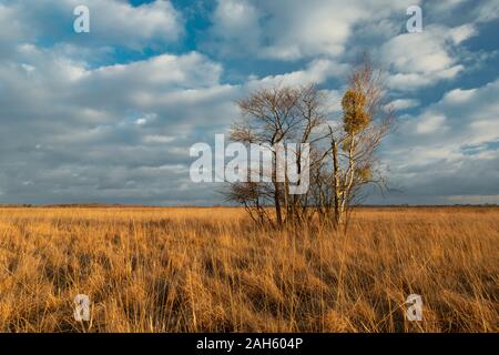 Hohe Gräser, Bäume ohne Blätter und weiße Wolken am Himmel, Sumpf in Polen Stockfoto