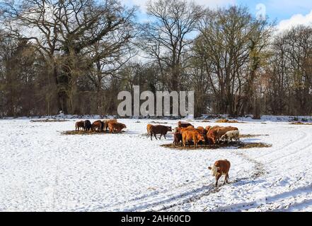 Zwei Gruppen von Kühen rund um den Futtertrog an einem schönen Wintertag gesammelt. Eine einzelne Kuh verschoben von der Gruppe weg. Stockfoto