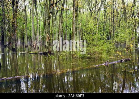 Schwere Feder Regen geben zu einem überfluteten Wald im Frühling mit Spiegelungen im Wasser. Stockfoto