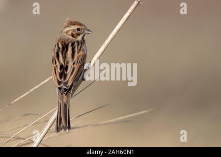 Rohrammer auf Reed Stockfoto