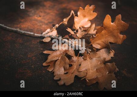 Eiche (Quercus) Blätter und Niederlassung auf verrostete Oberfläche - warme Braun Rot Herbst Farben Stockfoto