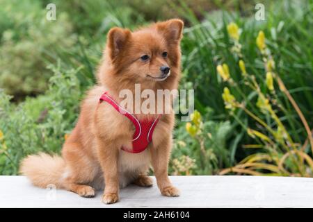 Hund in Greenford Quay, Graystar Entwicklung Stockfoto