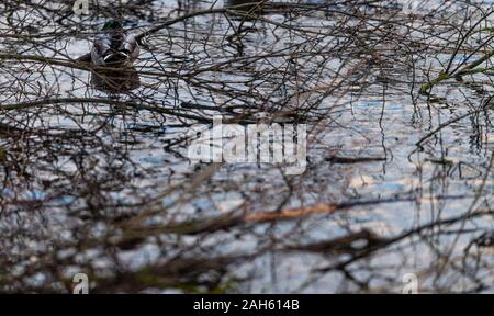 Muhr am See, Deutschland. 25 Dez, 2019. Eine Ente sitzt im Unterholz am Rande eines Teiches. Credit: Lino Mirgeler/dpa/Alamy leben Nachrichten Stockfoto